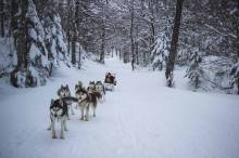 balade en chiens de traineau