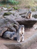 Notre zone d'activité pour ce service Location saisonnière près de La Mongie 65200 pour les vacances d'été